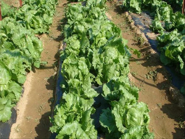 城市蔬菜與農(nóng)村蔬菜的區(qū)別。