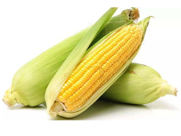 佛山蔬菜配送 佛山蔬菜配送